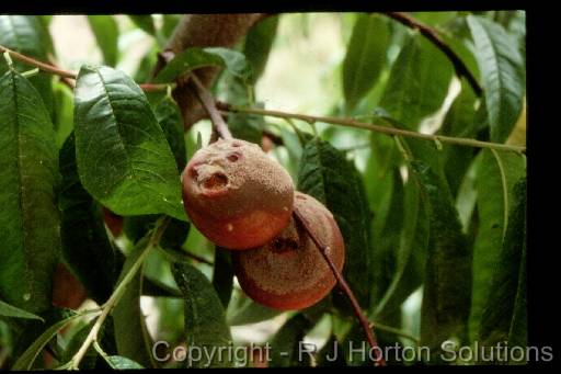 Brown rot peach 